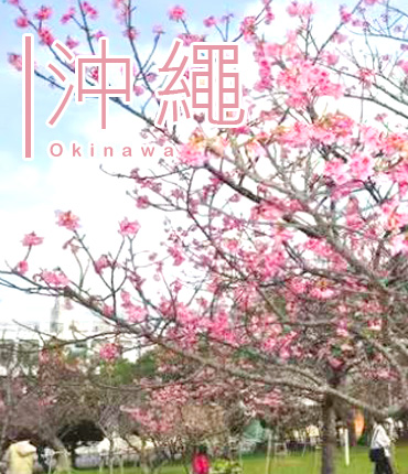 沖繩賞櫻