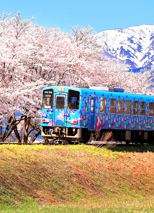 土湯別邸 里の湯、天童、花卷溫泉 東北 櫻花百選賞櫻七日